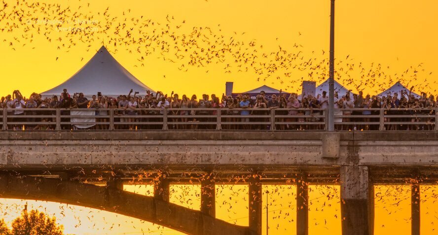 Bat Fest - Bat Fest