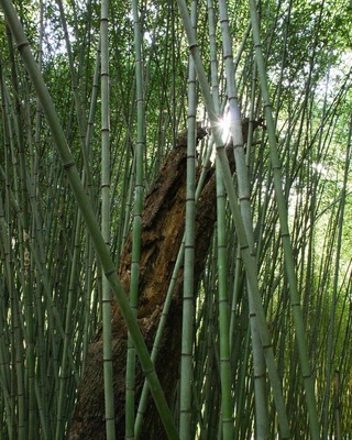 Event image for Bamboo Sale