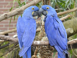 21 Champagne Brunch: Birds & Bubbly