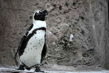 International African Penguin Awareness Day