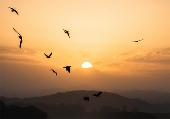 Awake and Arise
