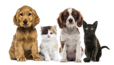 Lions Collect for SPCA