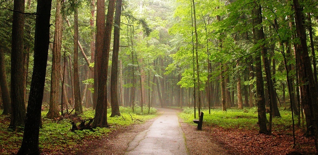 Hartwick Pines State Park - Forest Festival